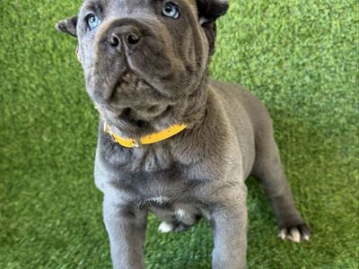 AKC Blue Female Cane Corso Pppy