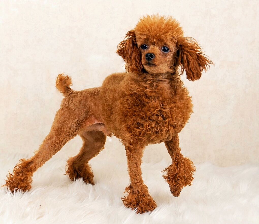 AKC Registered Micro Toy Poodle Stud 10/10 Red