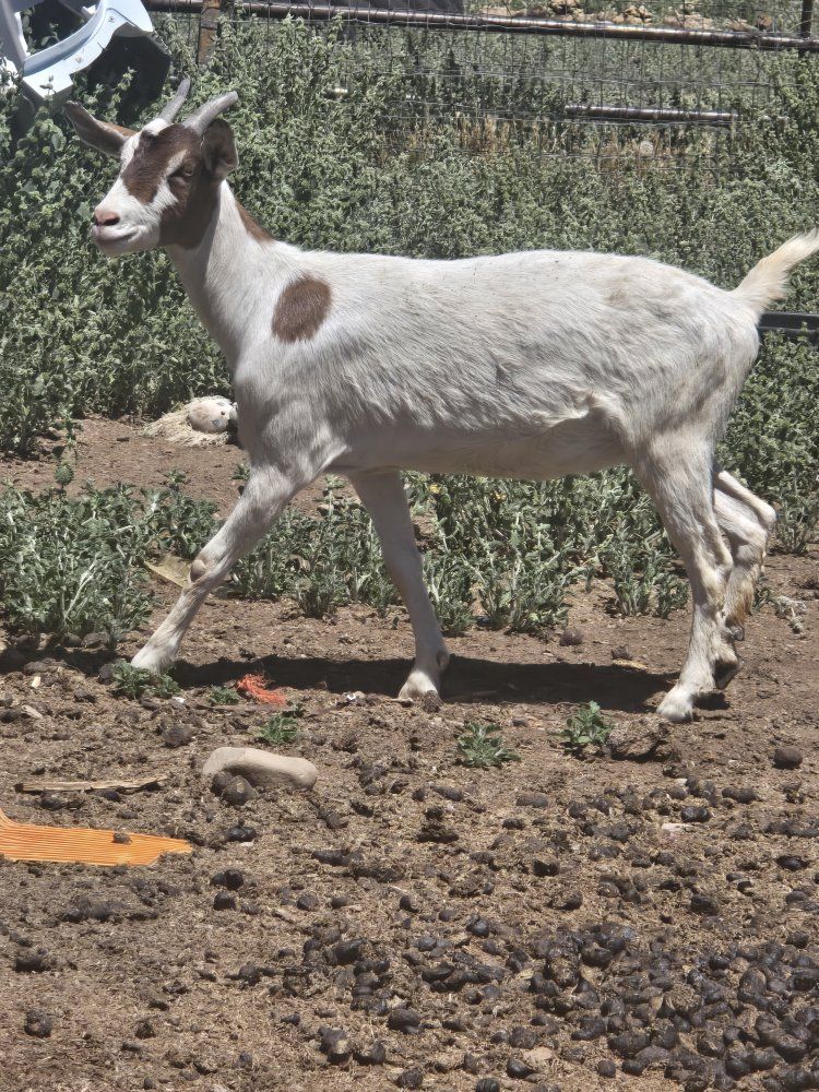 nubia female goat 1 year old