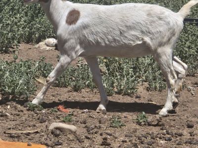 nubia female goat 1 year old