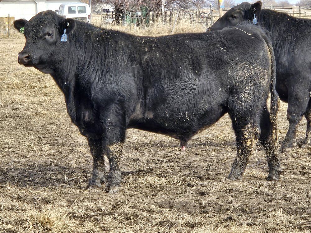 Ward Angus Ranch private treaty bull sale