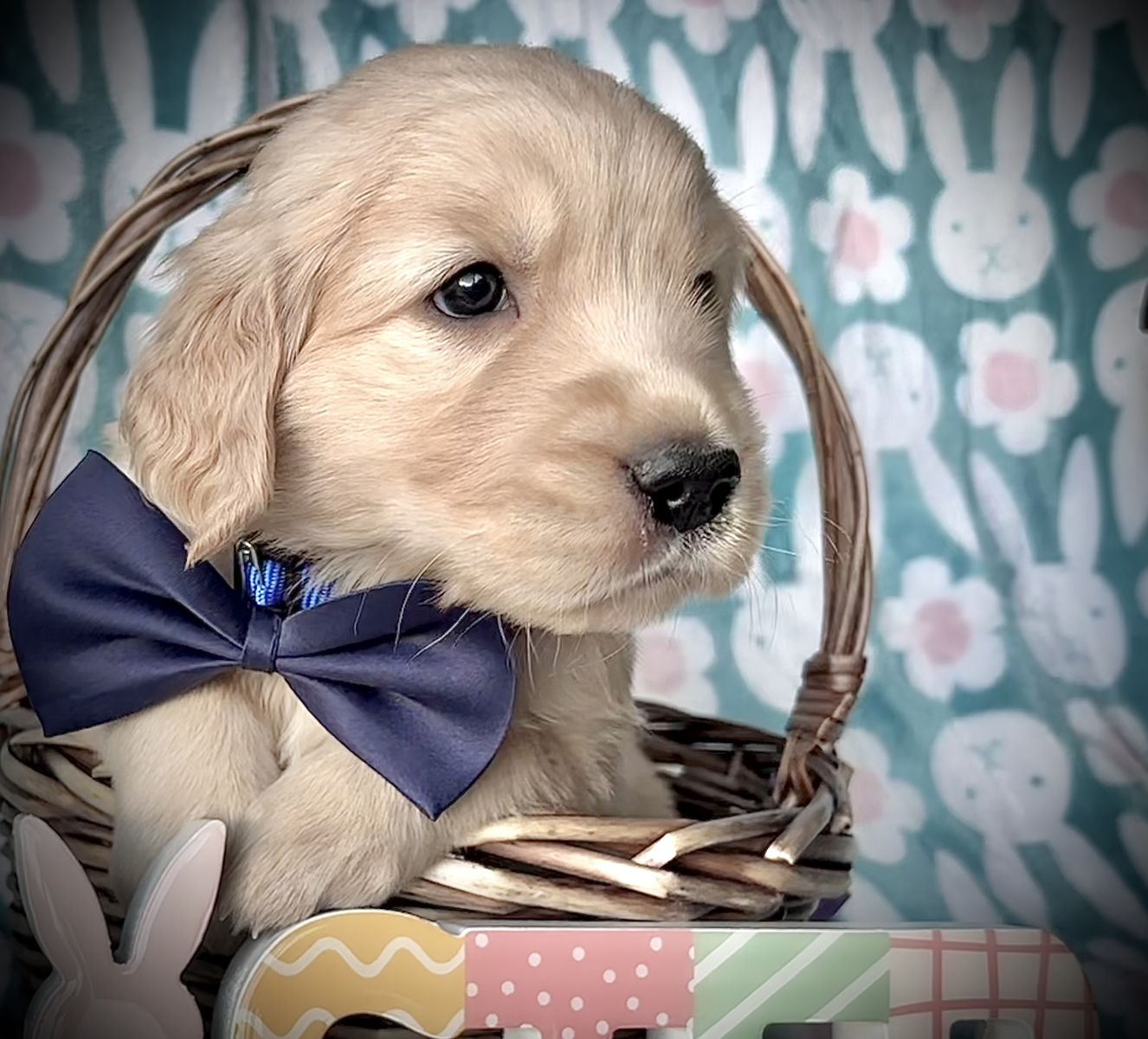 OFA DNA AKC Golden Retriever puppies