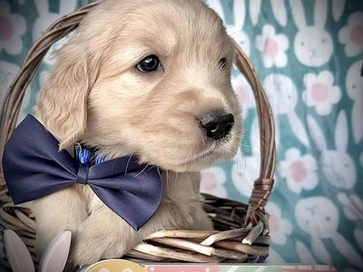 OFA DNA AKC Golden Retriever puppies