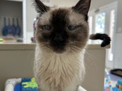 Hello my name is D'Asia