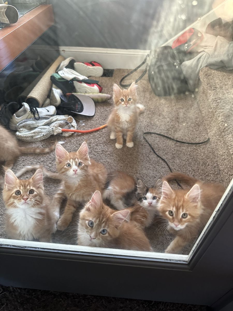 TICA Maine Coon kittens