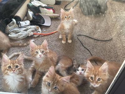 TICA Maine Coon kittens