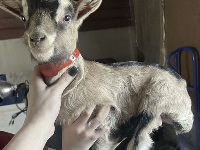 Purebred Alpine Bottle Babies