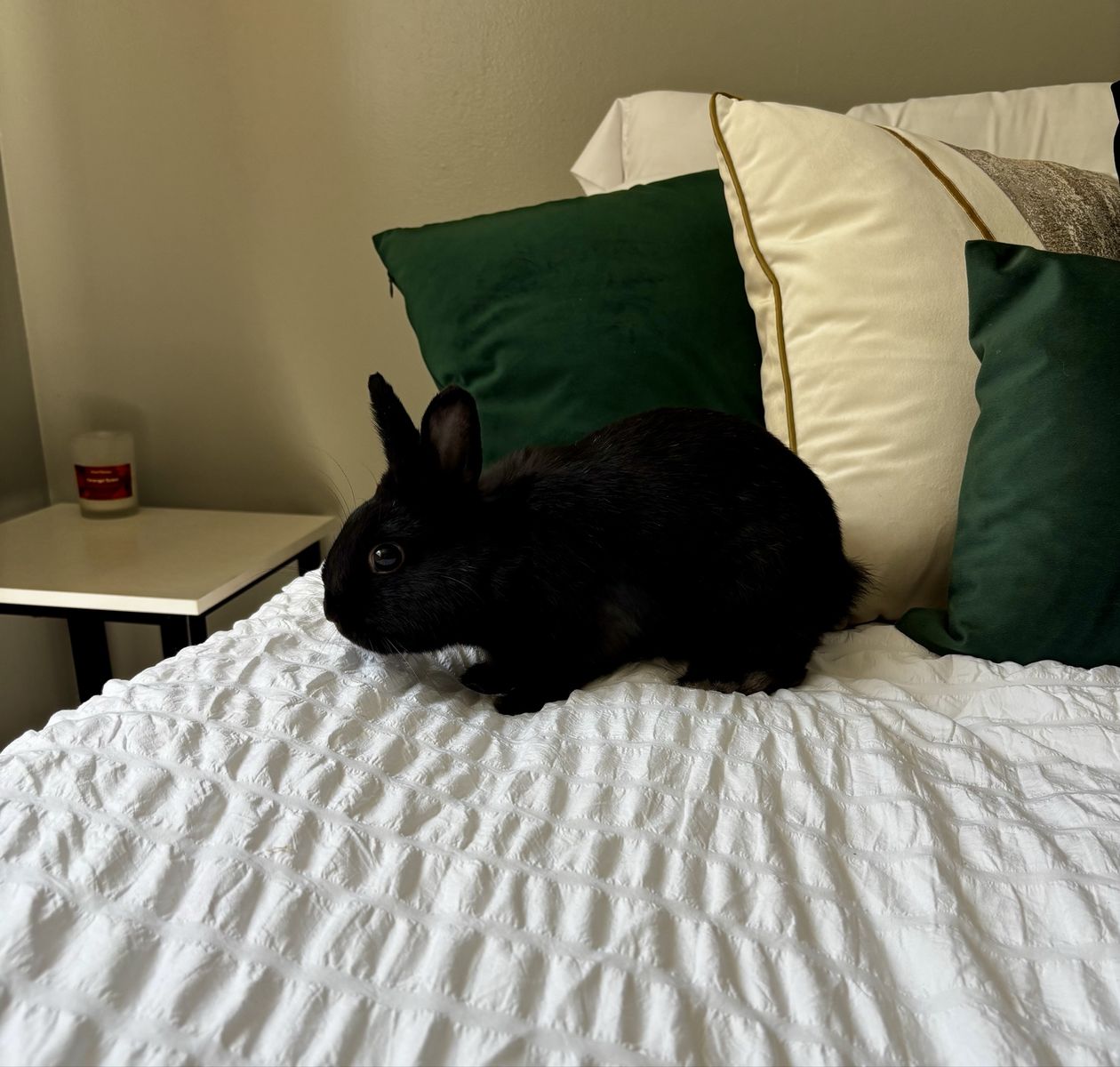 Netherland Dwarf Black bunny