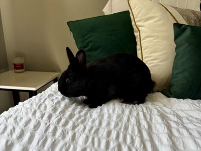 Netherland Dwarf Black bunny
