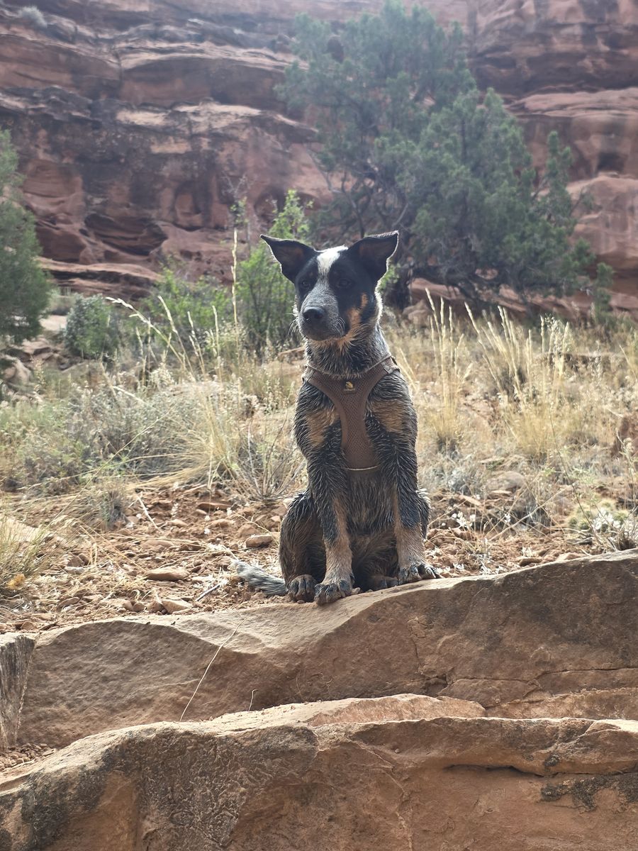 Australian Cattle Dog