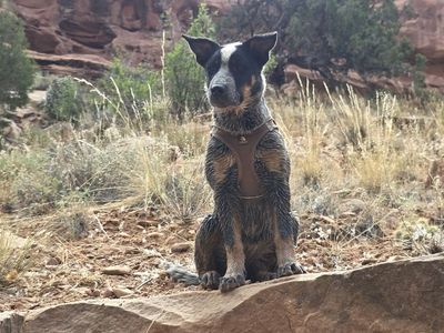 Australian Cattle Dog