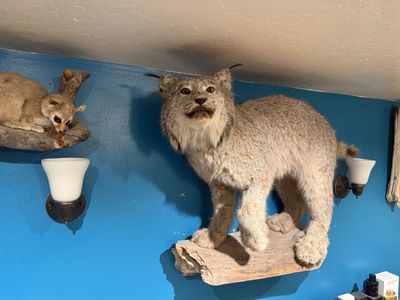 Alaskan Lynx, Ringtail Cat, American Badger Mounts