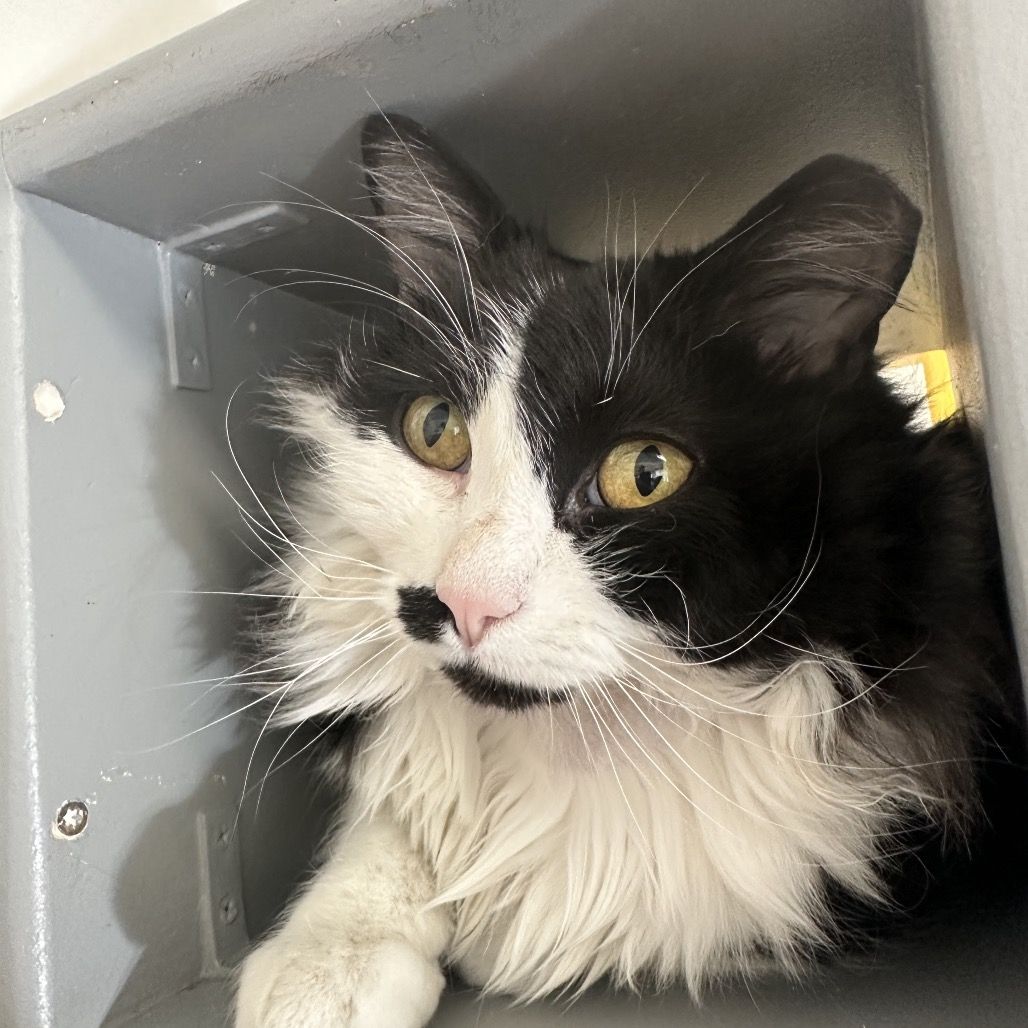 Hello my name is Sir Chunks