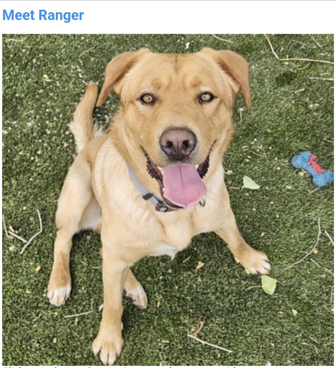Ranger, 1.5 year old yellow Labrador mix