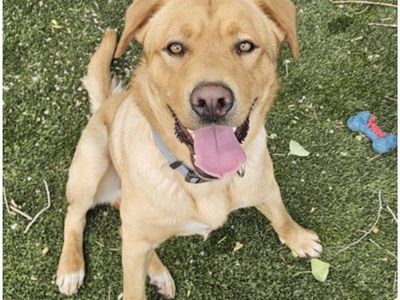 Ranger, 1.5 year old yellow Labrador mix
