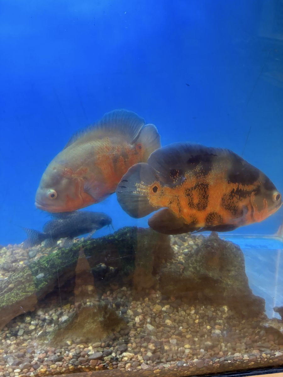 Two large pairs of Oscar’s, one Texas chiclid and one very big plecko