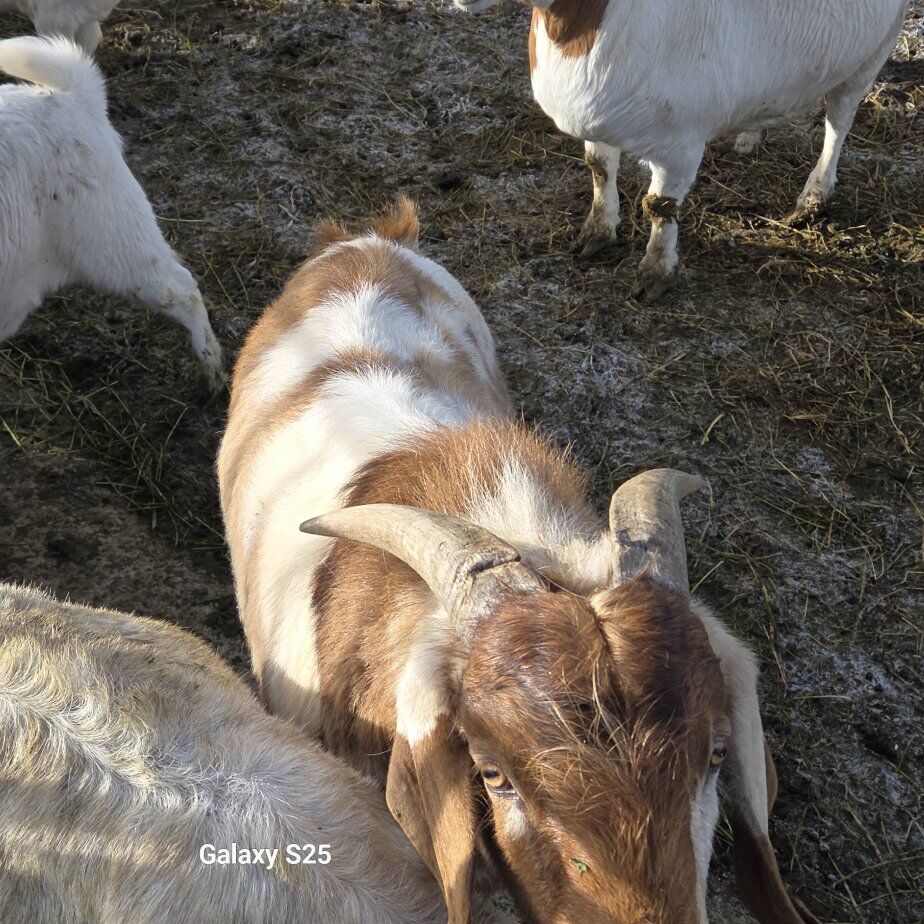 Boer male Goats