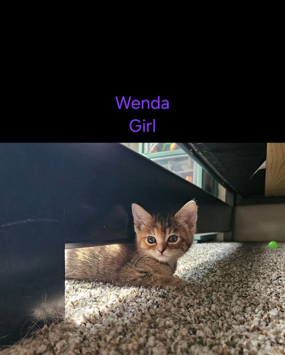 Kittens Ready for July 24th!