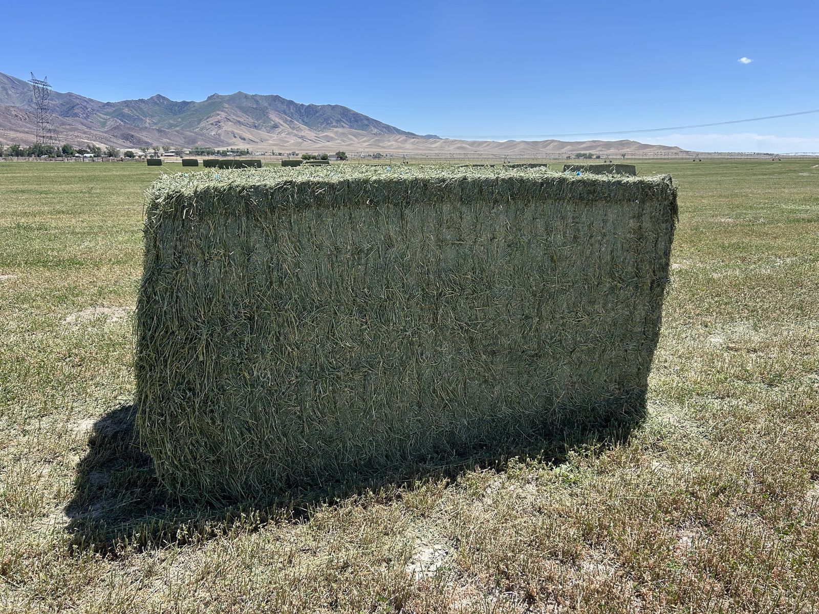 First Crop Alfalfa