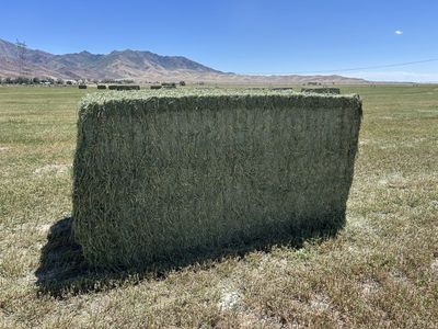 First Crop Alfalfa