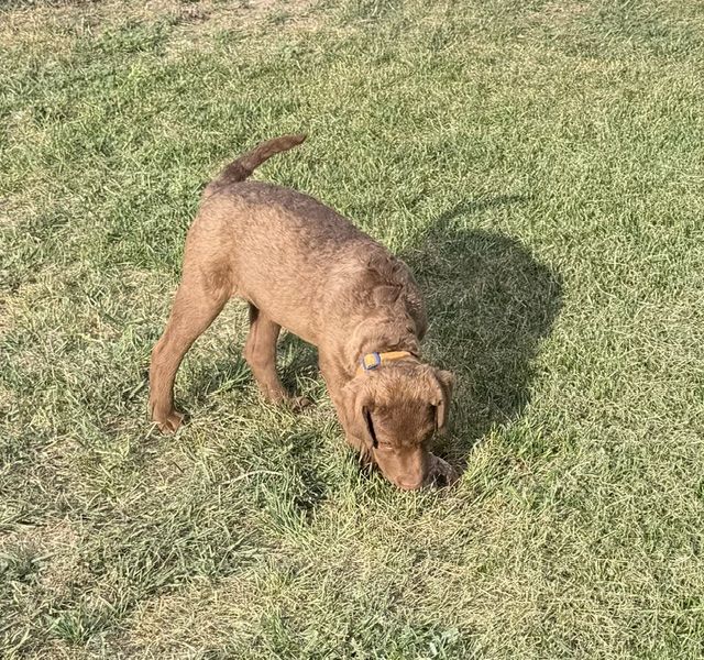 chesapeake bay retriever