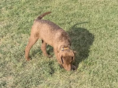 chesapeake bay retriever