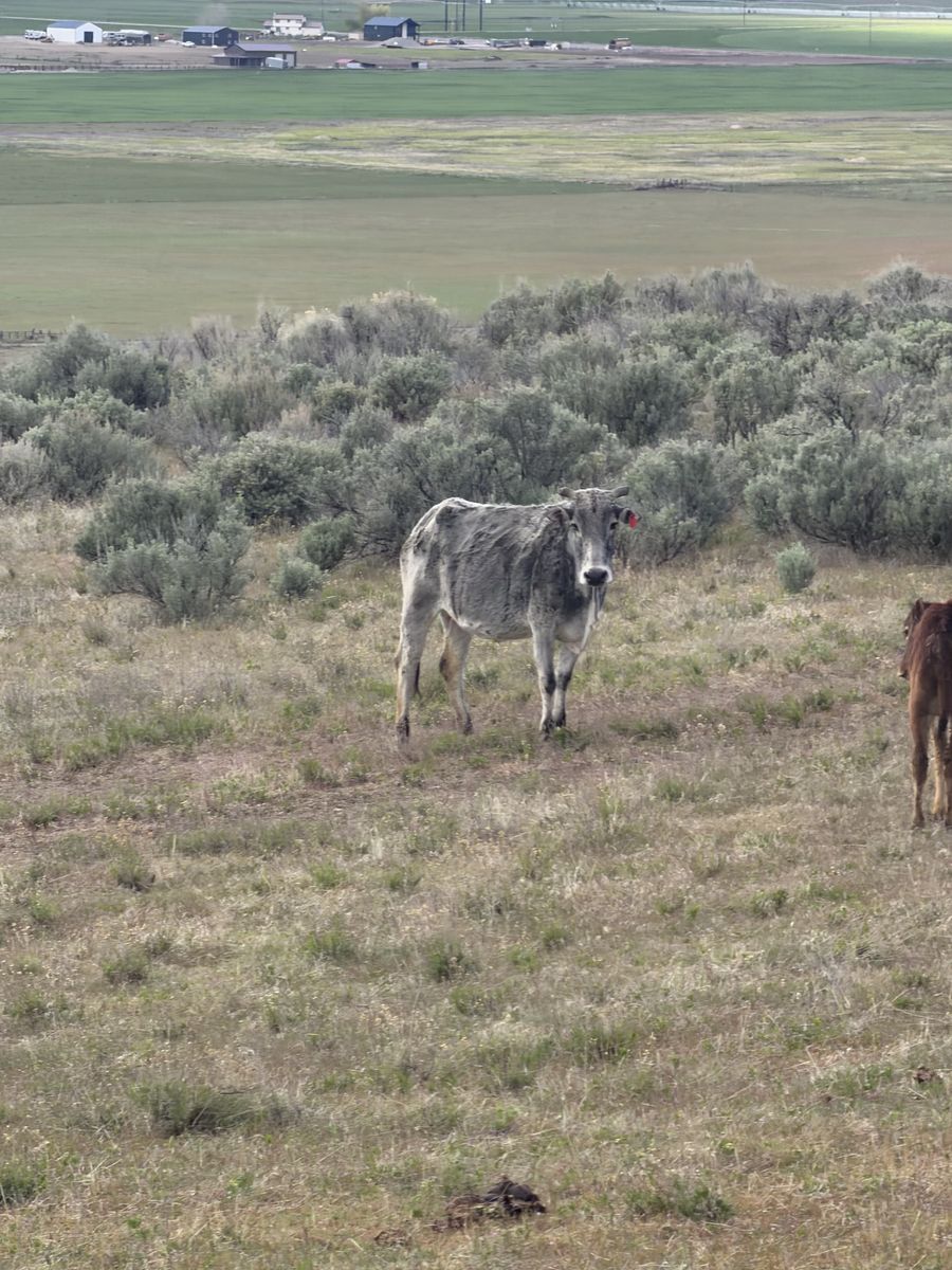 Miniature Zebu Cow