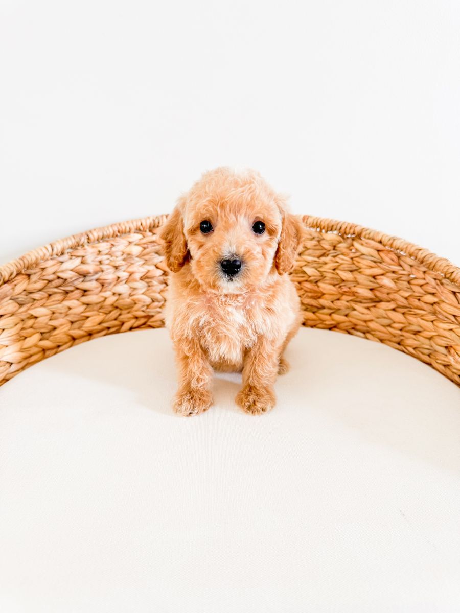 13-18lb F1b Female Mini Goldendoodle Golden Doodle - Beginning Training, Health Guarantee, Calm, Ready Now