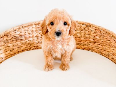 13-18lb F1b Female Mini Goldendoodle Golden Doodle - Beginning Training, Health Guarantee, Calm, Ready Now