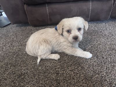 Blue eyed mini doodle