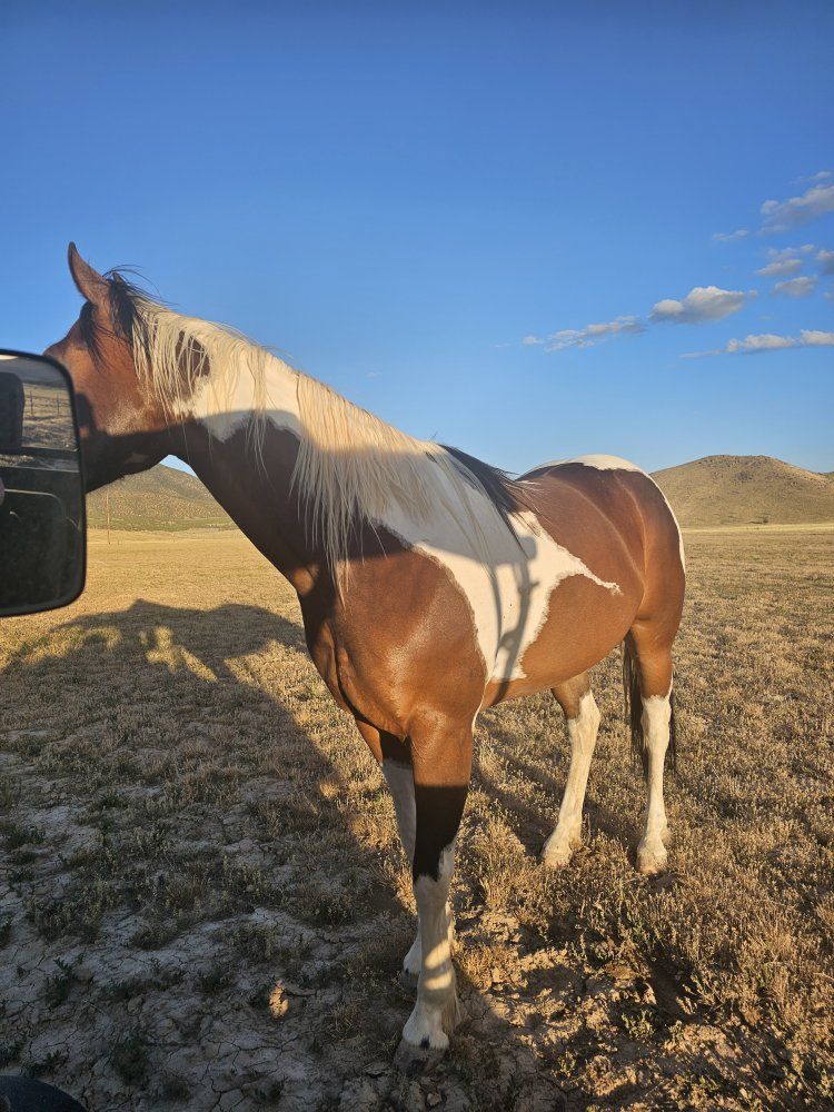 Beautiful Paint Quarter Horse for Sale - Brown & White Mare