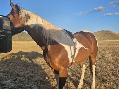 Beautiful Paint Quarter Horse for Sale - Brown & White Mare