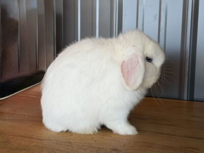 Pedigreed BEW Holland Lop Buck