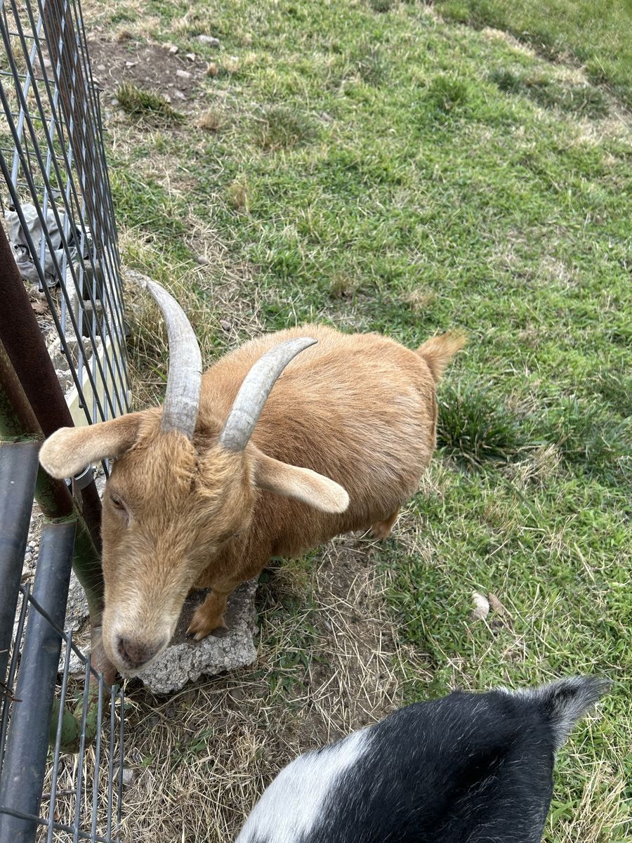 Goat for sale