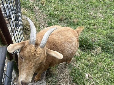 Goat for sale
