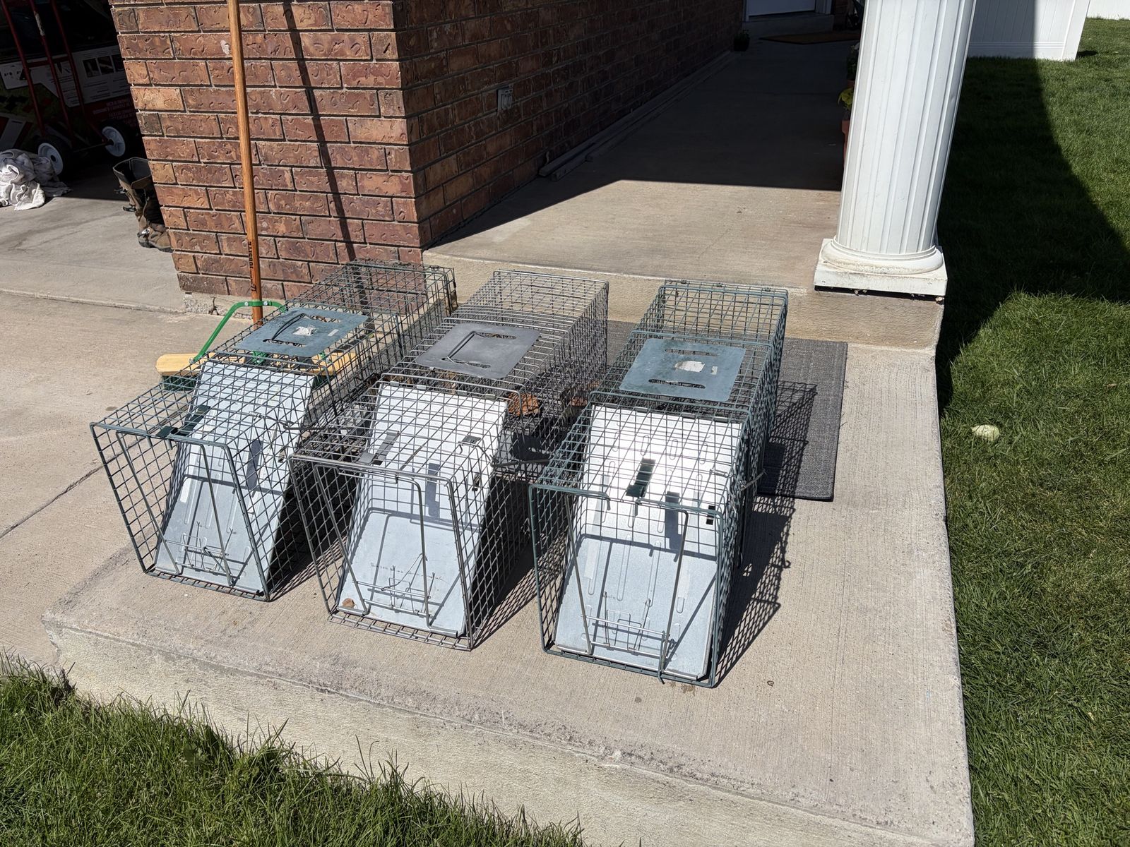 Catch and release live animal traps