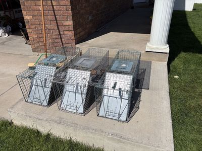 Catch and release live animal traps