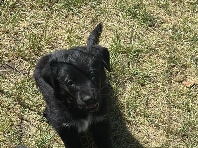 Puppies for sale!