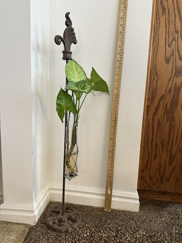 Plant, Hydroponic, Live, *can Meet In Ogden*