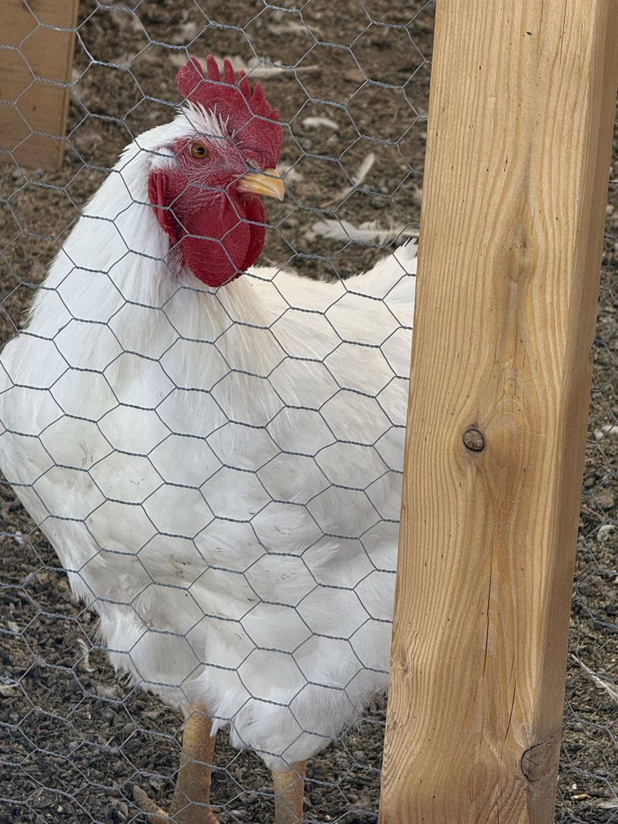 Free Roosters up for cull