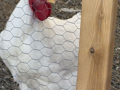 Free Roosters up for cull