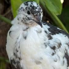 Jumbo Quail Male