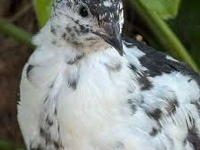 Jumbo Quail Male