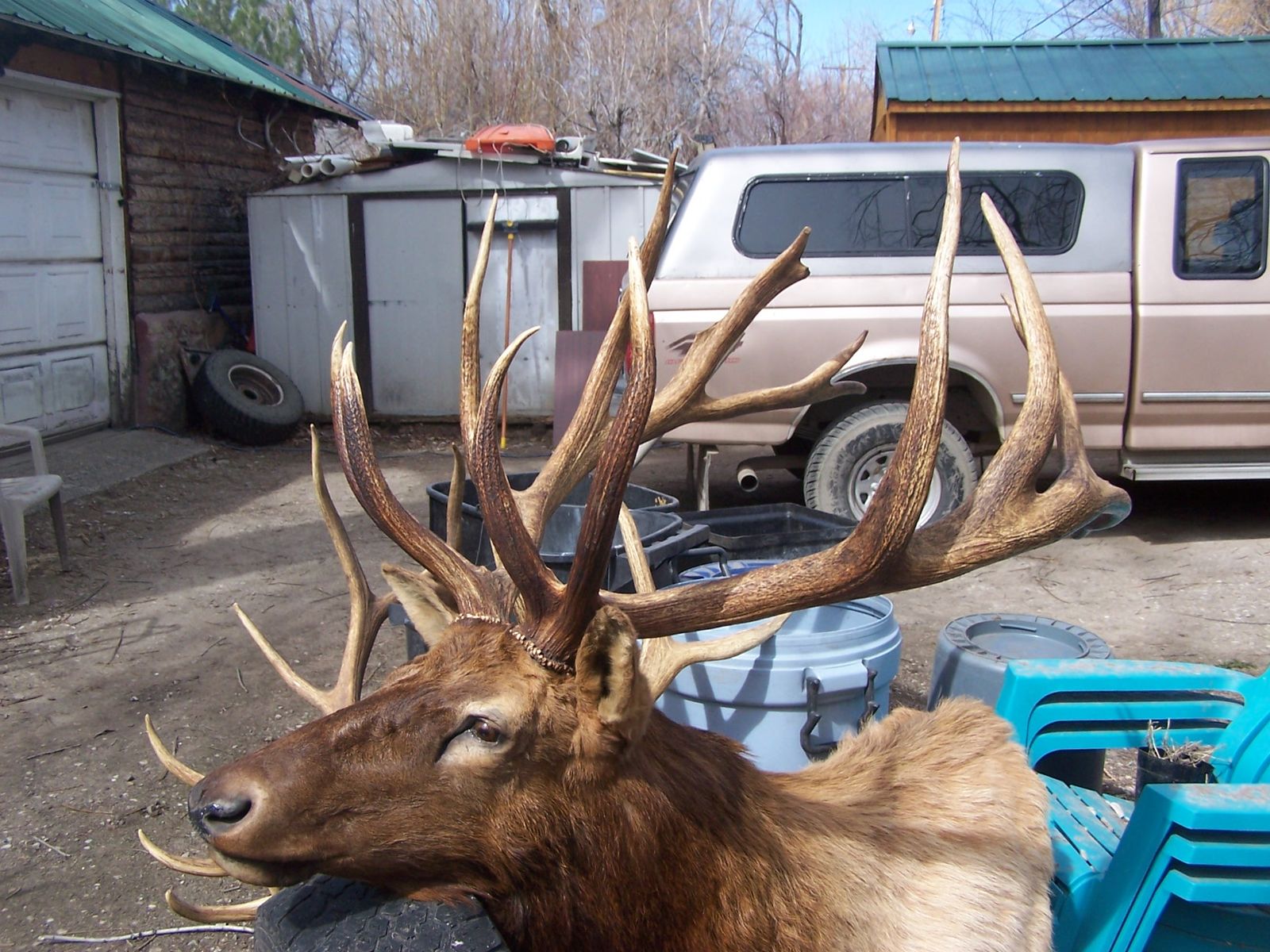 MONSTER 394 ELK MOUNT 