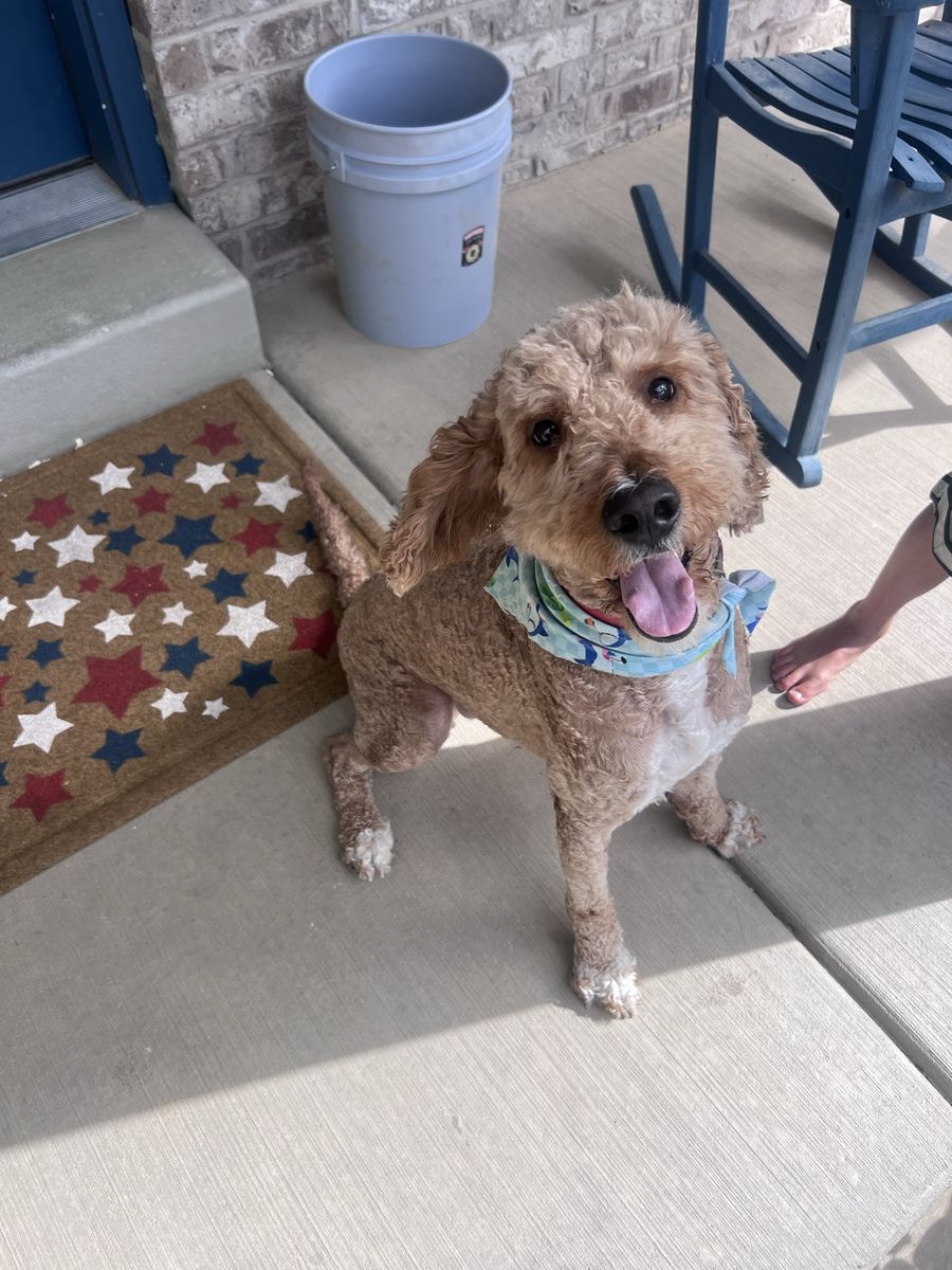 2 Year Old Intact Male Goldendoodle