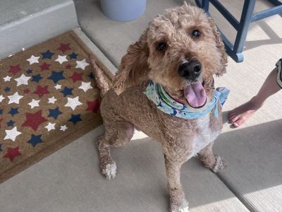 2 Year Old Intact Male Goldendoodle