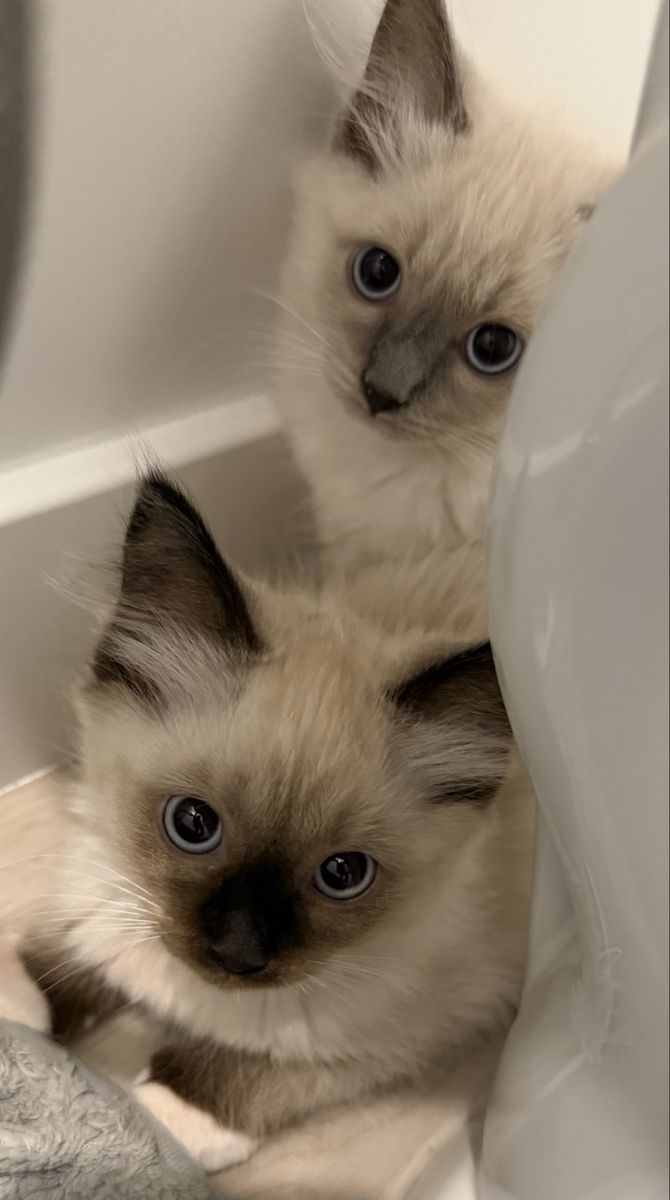 12 week old ragdoll kittens
