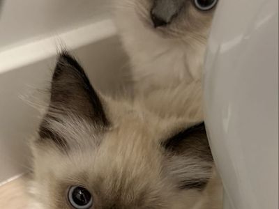 12 week old ragdoll kittens