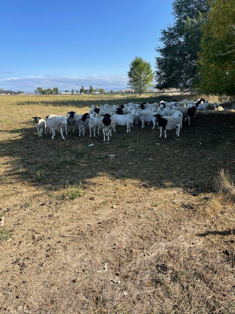 Ewe Lambs For Sale
