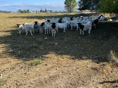 Ewe Lambs For Sale